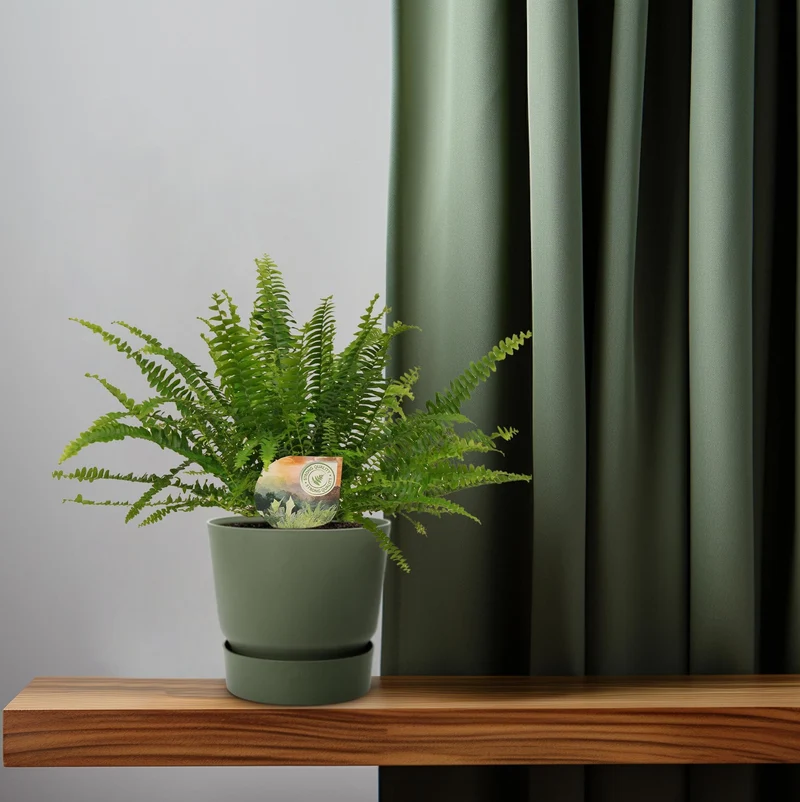 Grüner Farn „Green Lady“ (Nephrolepis) – 30–80 cm