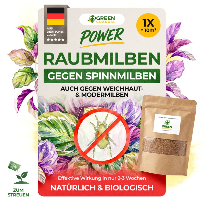 Roztocze drapieżne przeciwko przędziorkom – produkt luzem
