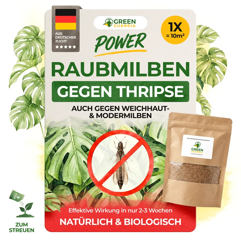 Raubmilben gegen Thripse