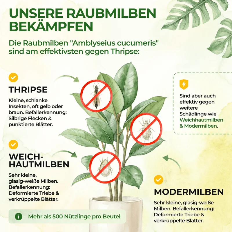 Raubmilben gegen Thripse