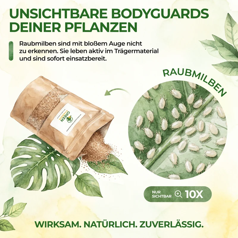 Raubmilben gegen Thripse