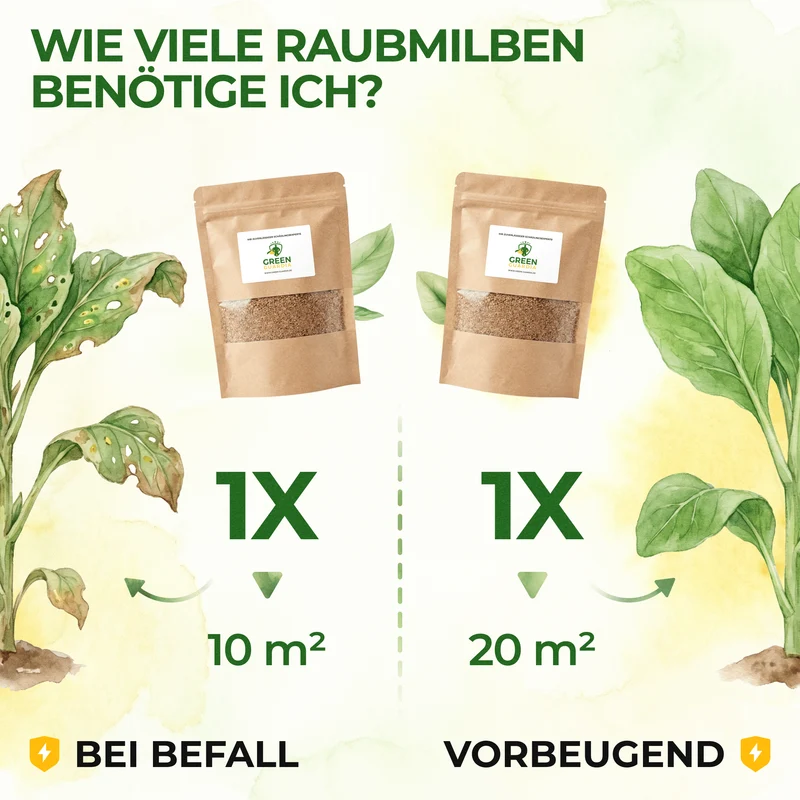 Raubmilben gegen Thripse