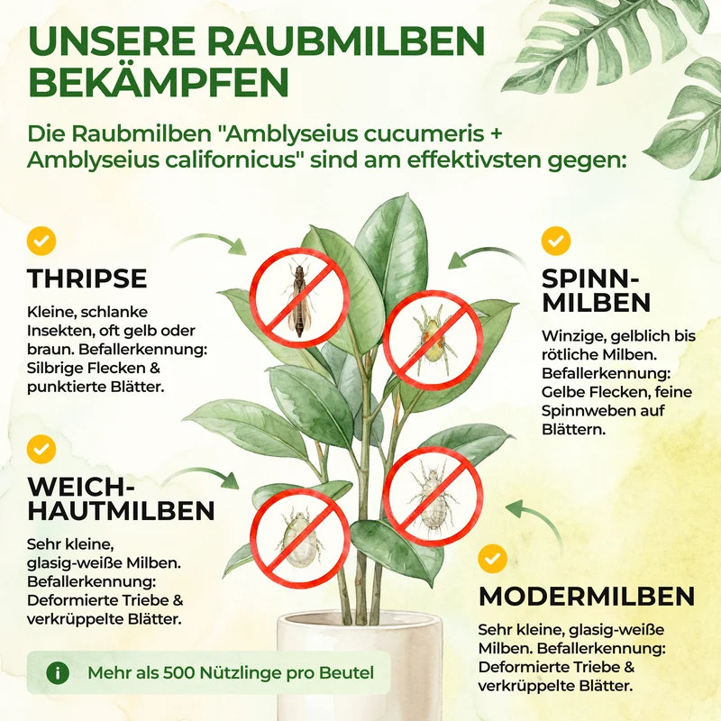 Raubmilben Mix gegen Thripse & Spinnmilben