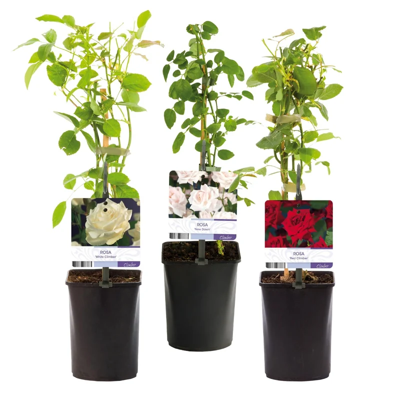 ‘Rosa Tricolour’ Kletterrose – mehrfarbig blühend, pflegeleicht, 3 Pflanzen im 11 cm Topf, 40 cm Höhe
