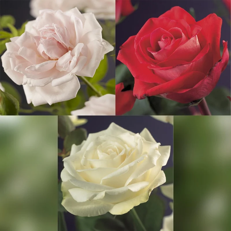 ‘Rosa Tricolour’ Kletterrose – mehrfarbig blühend, pflegeleicht, 3 Pflanzen im 11 cm Topf, 40 cm Höhe