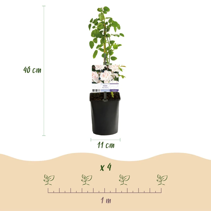 ‘Rosa Tricolour’ Kletterrose – mehrfarbig blühend, pflegeleicht, 3 Pflanzen im 11 cm Topf, 40 cm Höhe