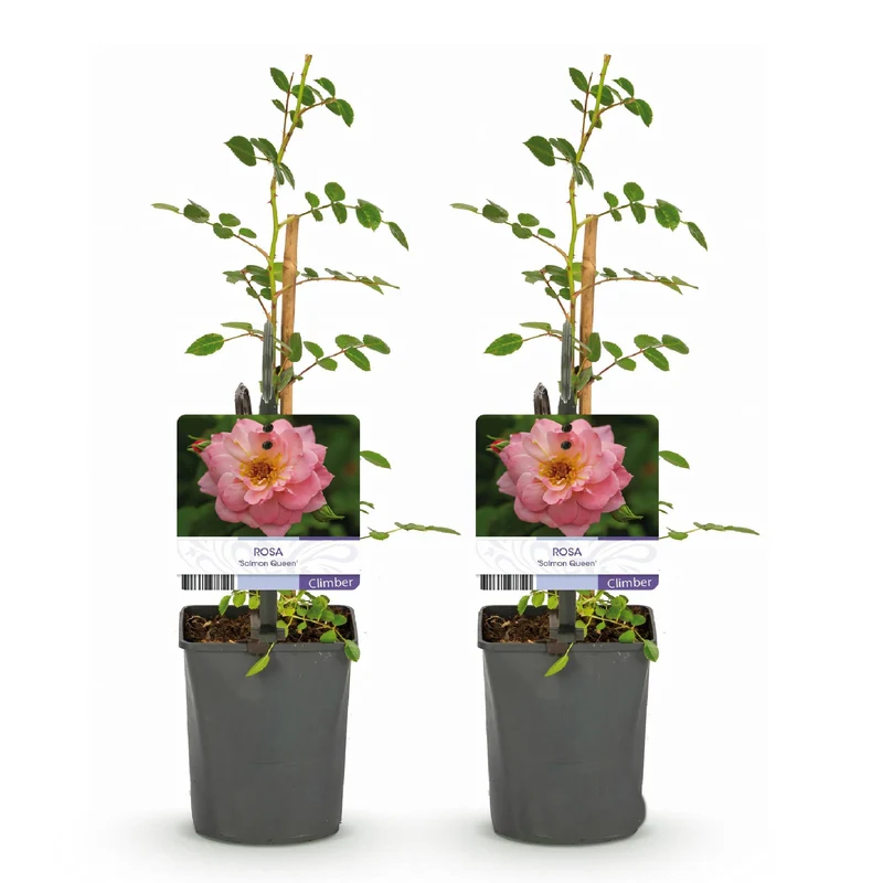 Rosa ‘Salmon Queen’ – Kletterrose, lachsrosa, pflegeleicht, 2 Pflanzen à 11 cm Topf, 40 cm Höhe