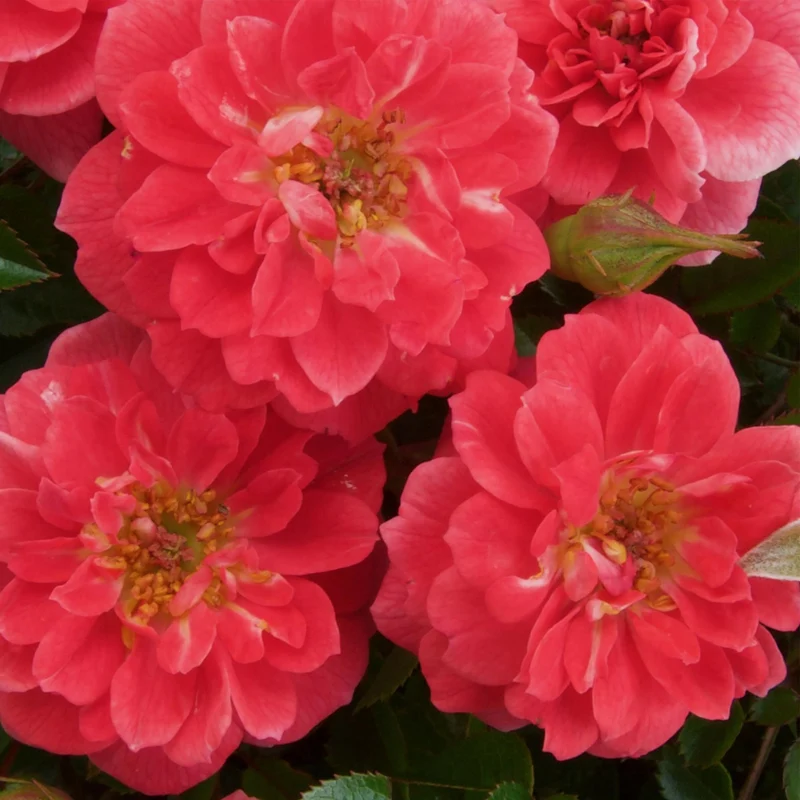 Rosa ‘Salmon Queen’ – Kletterrose, lachsrosa, pflegeleicht, 2 Pflanzen à 11 cm Topf, 40 cm Höhe