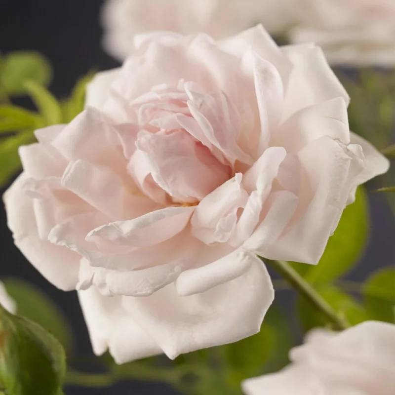 Rosa ‘New Dawn’ – Kletterrose mit hellrosa Blüten, 2 Pflanzen im 11 cm Topf, 40 cm Höhe