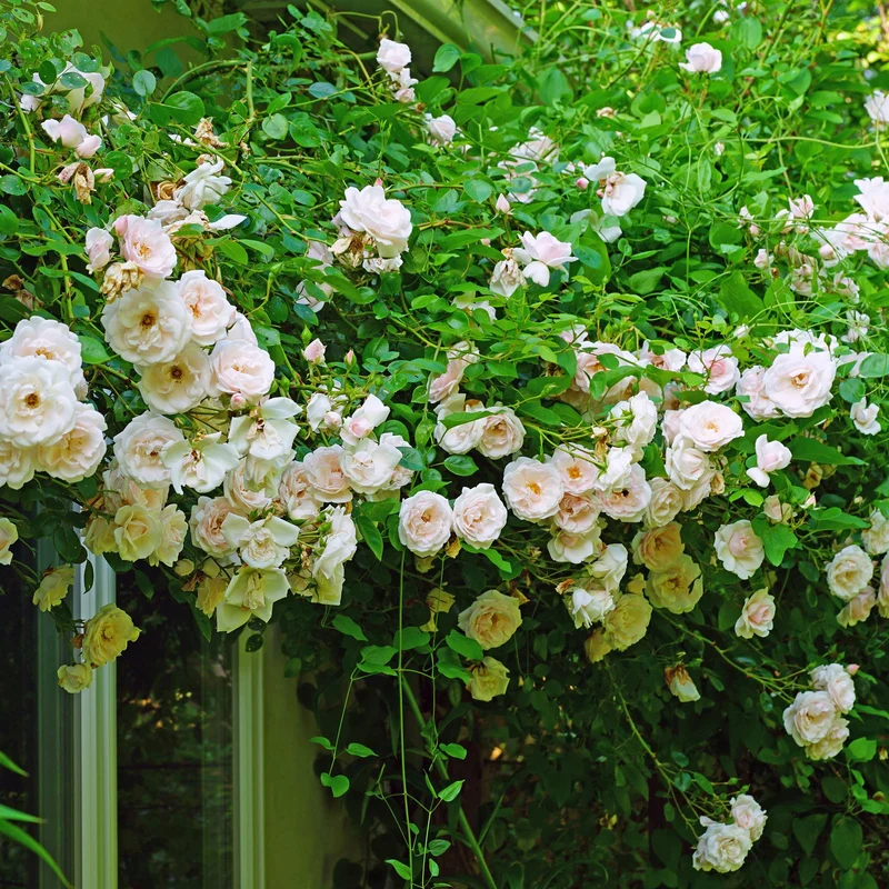 Rosa ‘New Dawn’ – Kletterrose mit hellrosa Blüten, 2 Pflanzen im 11 cm Topf, 40 cm Höhe