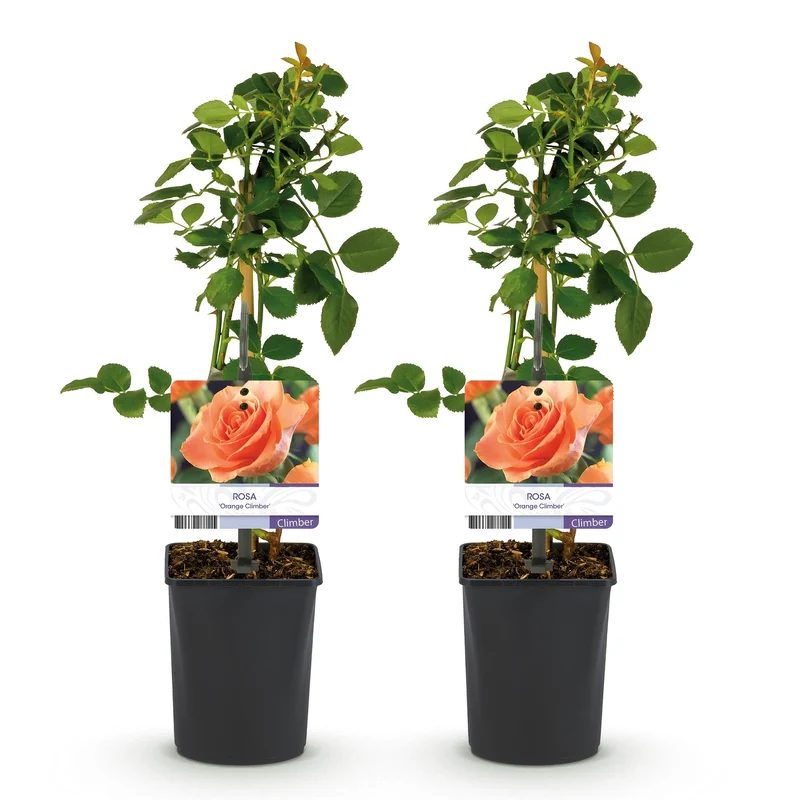 Rosa ‘Orange Climber’ – Kletterrose mit orangefarbenen Blüten, 2 Pflanzen, 40 cm Höhe