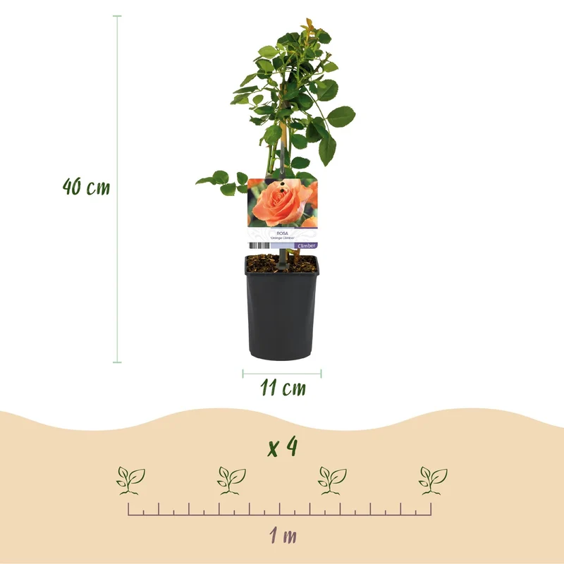 Rosa ‘Orange Climber’ – Kletterrose mit orangefarbenen Blüten, 2 Pflanzen, 40 cm Höhe