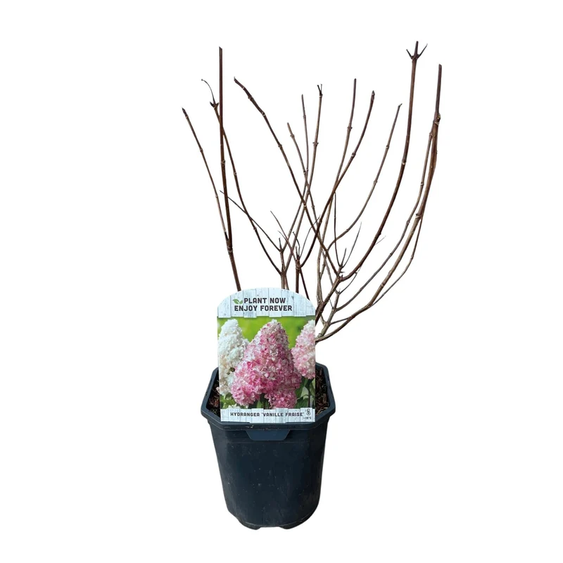 Rispenhortensie ‘Vanille Fraise’ – laubabwerfend, große weiß-rosa Blüten, 17 cm Topf, 50 cm hoch