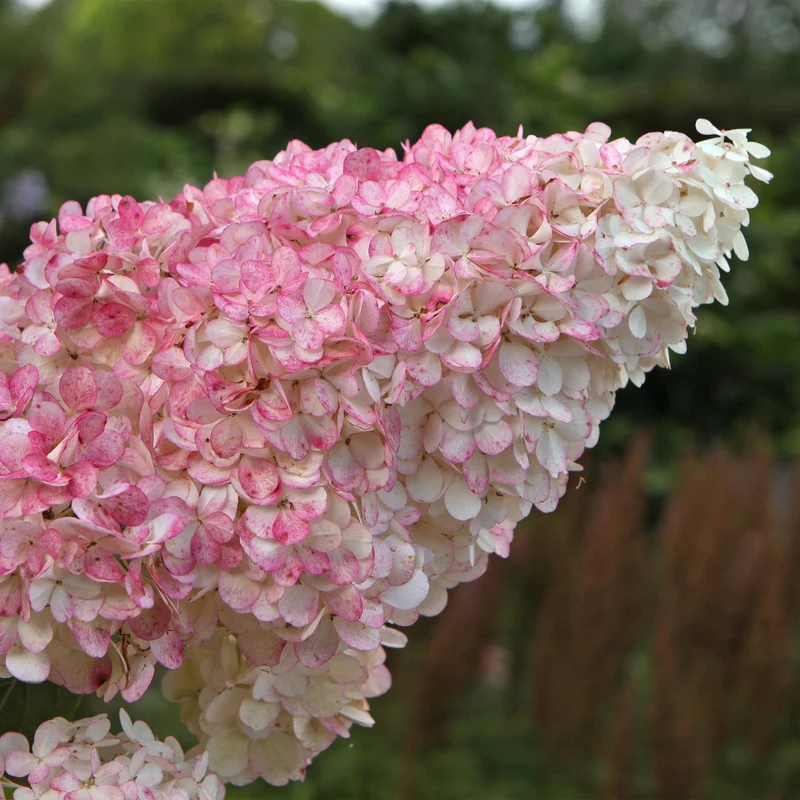 Rispenhortensie ‘Vanille Fraise’ – laubabwerfend, große weiß-rosa Blüten, 17 cm Topf, 50 cm hoch