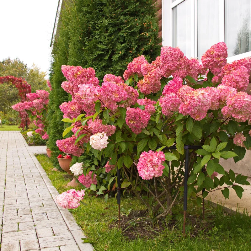 Rispenhortensie ‘Vanille Fraise’ – laubabwerfend, große weiß-rosa Blüten, 17 cm Topf, 50 cm hoch
