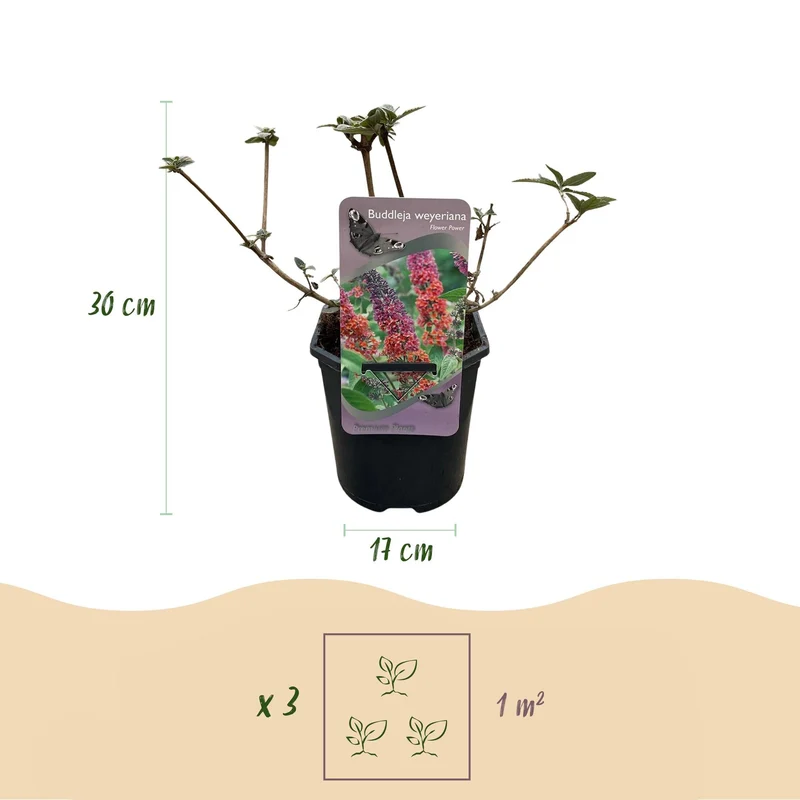 Buddleja davidii ‘Flower Power’ – laubabwerfender Schmetterlingsstrauch, 17 cm Topf, 30 cm Höhe