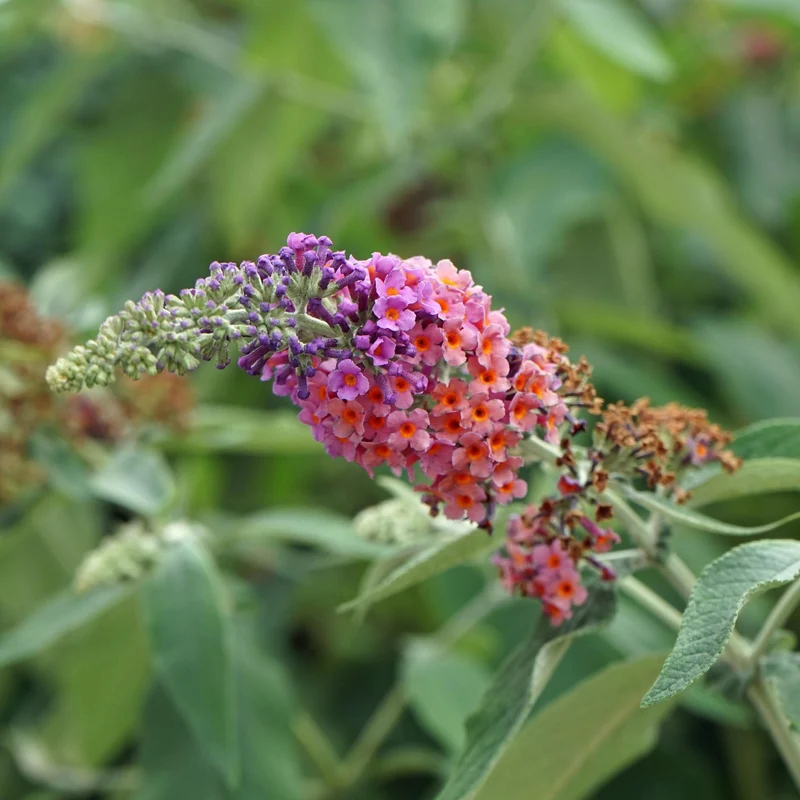 Buddleja davidii ‘Flower Power’ – laubabwerfender Schmetterlingsstrauch, 17 cm Topf, 30 cm Höhe