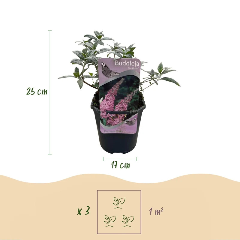 Buddleja davidii ‘Pink Delight’ – Schmetterlingsstrauch, laubabwerfend, 17 cm Topf, 25 cm