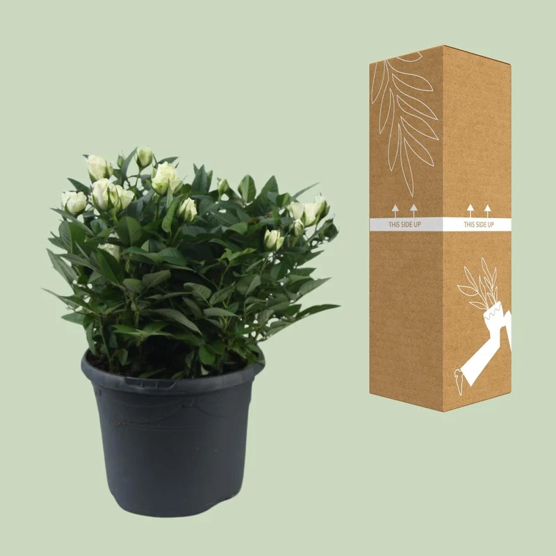 Beetrose ‘Jewel Patio White’ – weiße Zwergrose, 17 cm Topf, 30 cm hoch