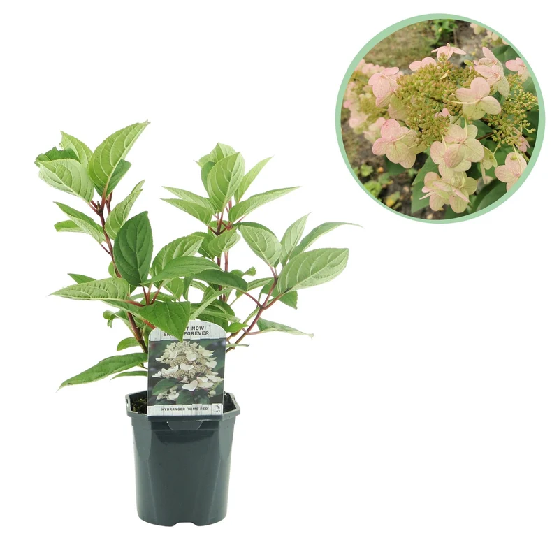 Rispenhortensie ‘Wims Red’ – große, zweifarbige Blüten (Weiß-Rot), 17 cm Topf, 50 cm hoch