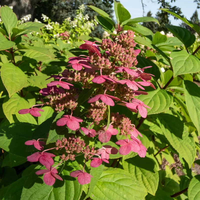 Rispenhortensie ‘Wims Red’ – große, zweifarbige Blüten (Weiß-Rot), 17 cm Topf, 50 cm hoch