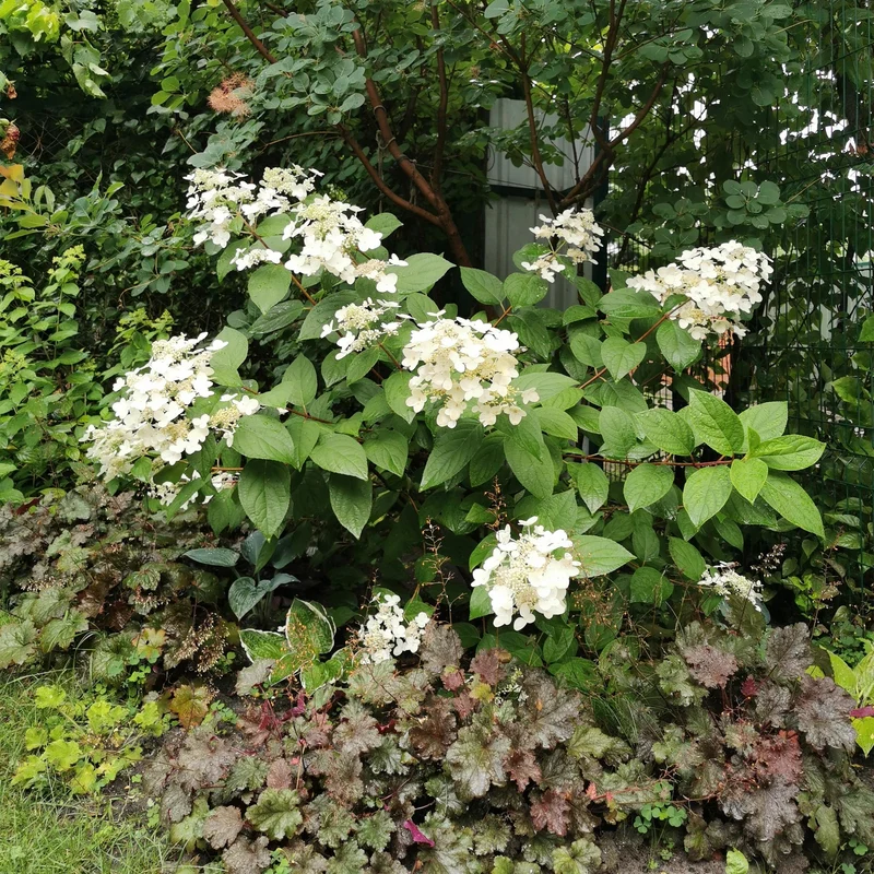 Rispenhortensie ‘Wims Red’ – große, zweifarbige Blüten (Weiß-Rot), 17 cm Topf, 50 cm hoch