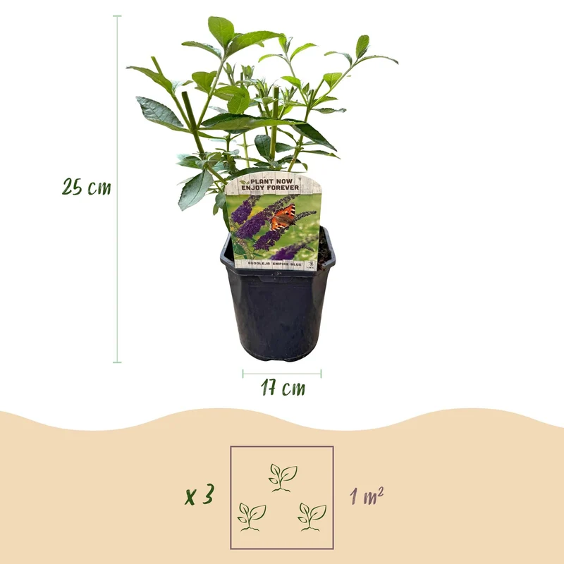 Schmetterlingsstrauch ‘Empire Blue’ – Blüte blau, 1 Pflanze, 17 cm Topf, 25 cm hoch