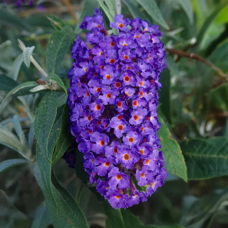 Schmetterlingsstrauch ‘Empire Blue’ – Blüte blau, 1 Pflanze, 17 cm Topf, 25 cm hoch