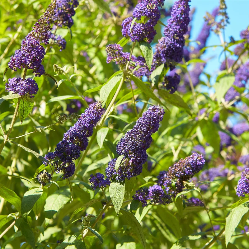 Schmetterlingsstrauch ‘Empire Blue’ – Blüte blau, 1 Pflanze, 17 cm Topf, 25 cm hoch