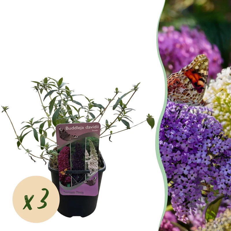 Schmetterlingsstrauch ‘Tricolour’ – Blüten in Rosa, Weiß und Lila, schmetterlingsanlockend, 3 Pflanzen, 17 cm Topf