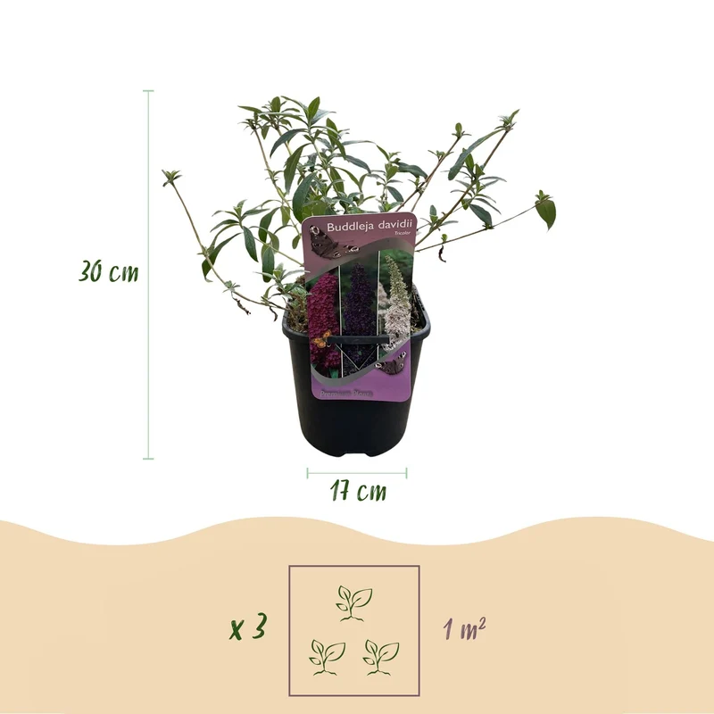 Schmetterlingsstrauch ‘Tricolour’ – Blüten in Rosa, Weiß und Lila, schmetterlingsanlockend, 3 Pflanzen, 17 cm Topf