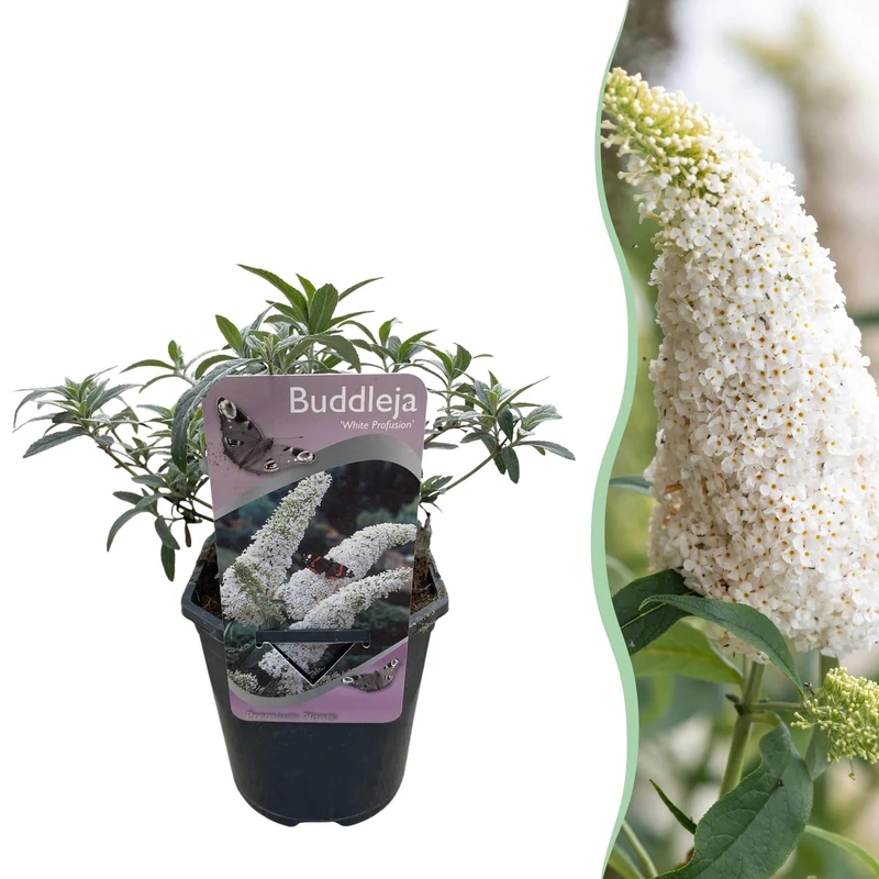 Schmetterlingsstrauch ‘White Profusion’ – 1 Pflanze, weiß blühend, 17 cm Topf, 25 cm hoch