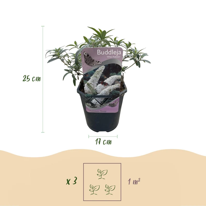 Schmetterlingsstrauch ‘White Profusion’ – 1 Pflanze, weiß blühend, 17 cm Topf, 25 cm hoch