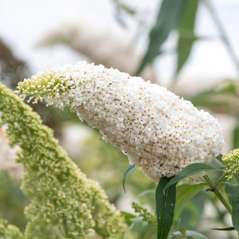 Schmetterlingsstrauch ‘White Profusion’ – 1 Pflanze, weiß blühend, 17 cm Topf, 25 cm hoch