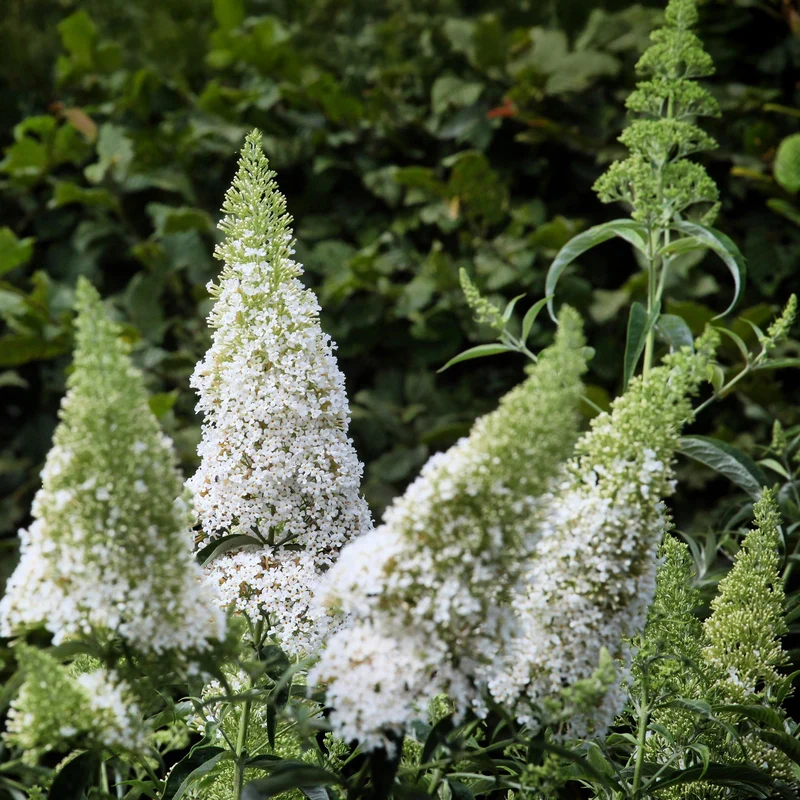 Schmetterlingsstrauch ‘White Profusion’ – 1 Pflanze, weiß blühend, 17 cm Topf, 25 cm hoch