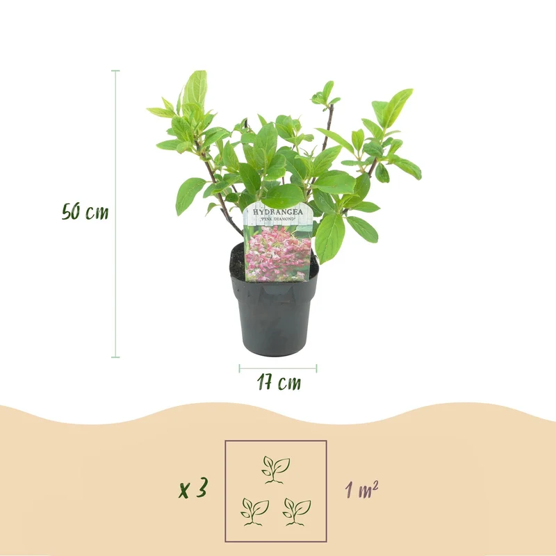 Rispenhortensie ‘Pink Diamond’ – große, weiß-rosa Blüten, 17 cm Topf, 50 cm hoch