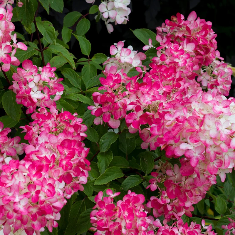 Rispenhortensie ‘Pink Diamond’ – große, weiß-rosa Blüten, 17 cm Topf, 50 cm hoch