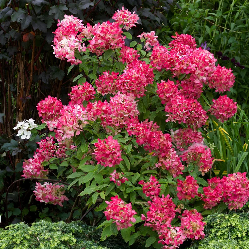 Rispenhortensie ‘Pink Diamond’ – große, weiß-rosa Blüten, 17 cm Topf, 50 cm hoch
