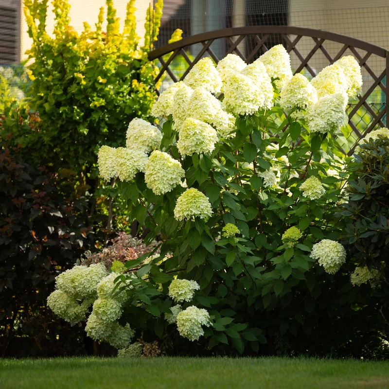 Rispenhortensie ‘Limelight’ – cremeweiße Blüten, im 17 cm Topf, 50 cm hoch