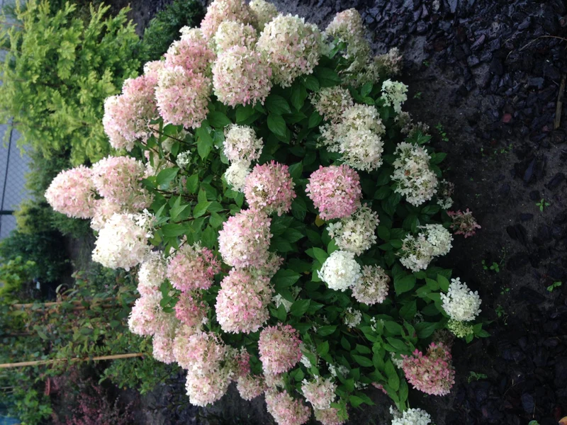 Rispenhortensie ‘Limelight’ – cremeweiße Blüten, im 17 cm Topf, 50 cm hoch