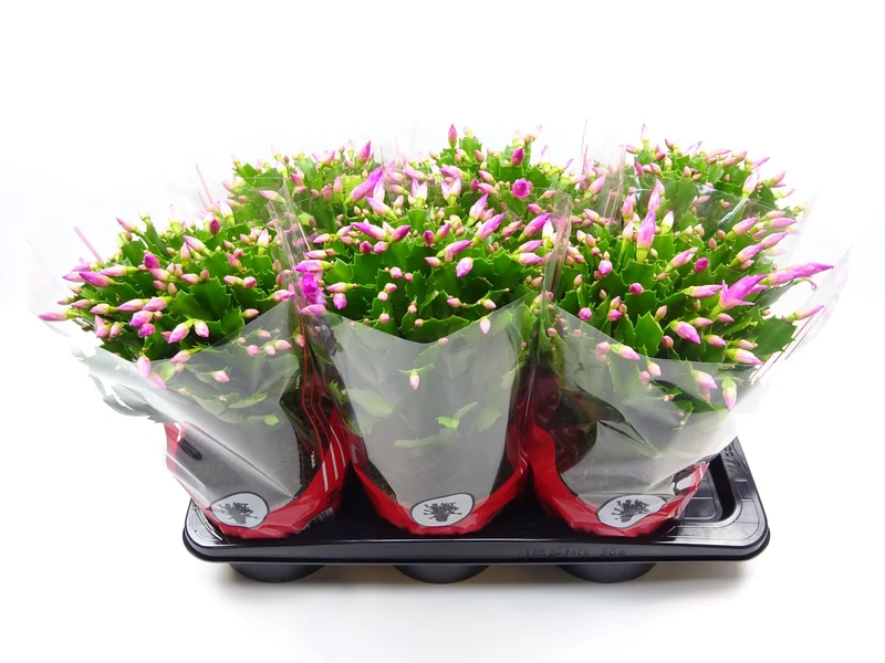 Weihnachtskaktus (Schlumbergera) – rosa, 17 cm Topf, 35 cm hoch