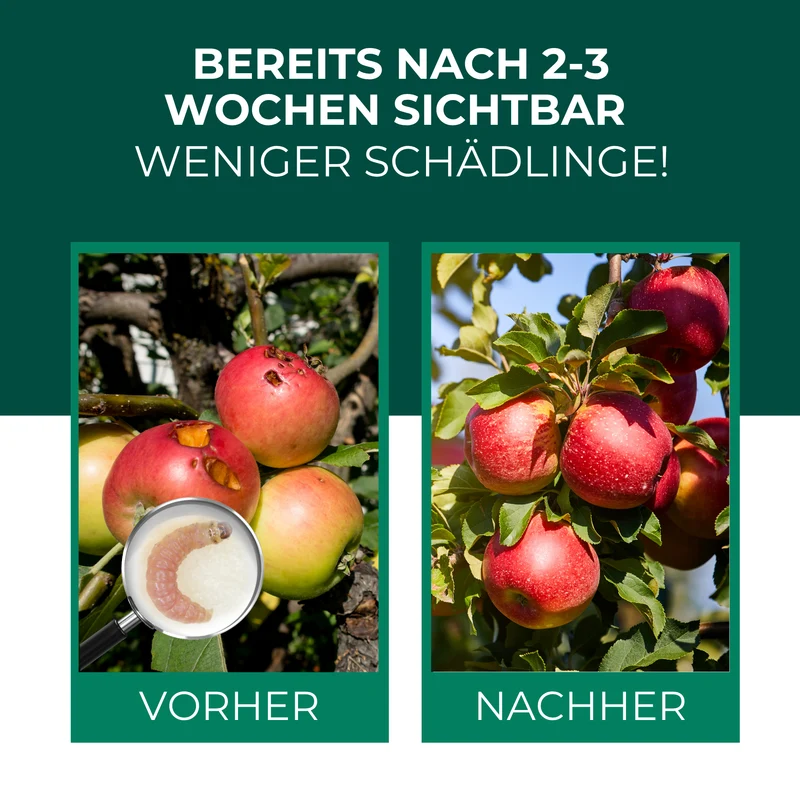 SF Nematoden gegen Apfelwickler