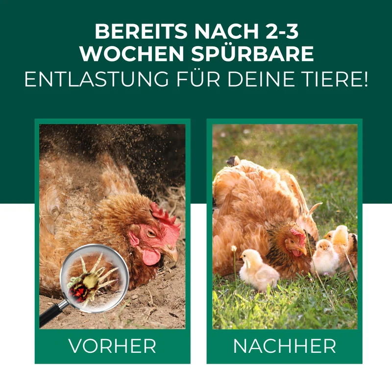 Raubmilben gegen Rote Vogelmilben (Stratiolaelaps scimitus / Hypoaspis miles)
