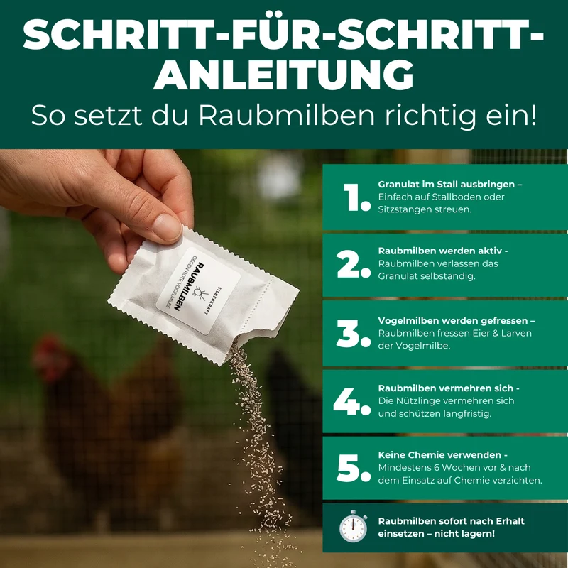 Raubmilben gegen Rote Vogelmilben (Stratiolaelaps scimitus / Hypoaspis miles)