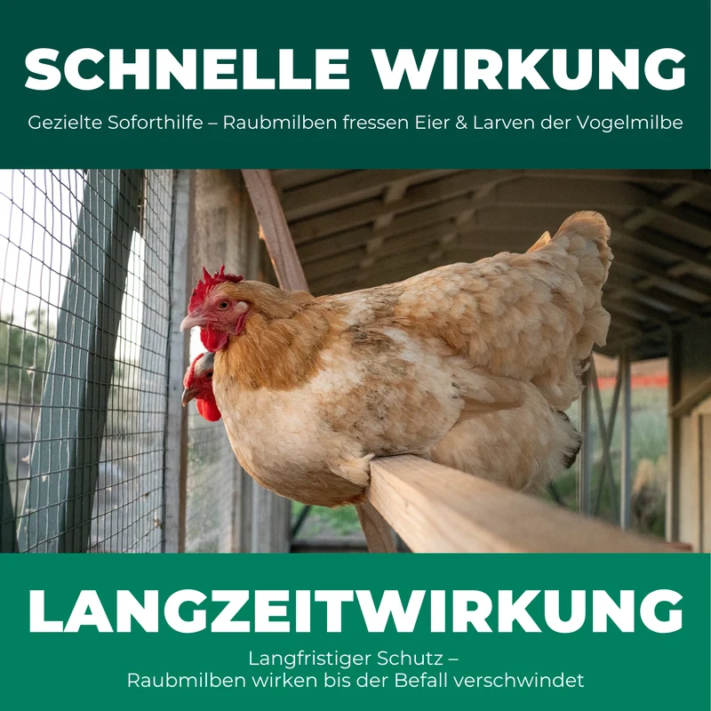 Raubmilben gegen Rote Vogelmilben (Stratiolaelaps scimitus / Hypoaspis miles)