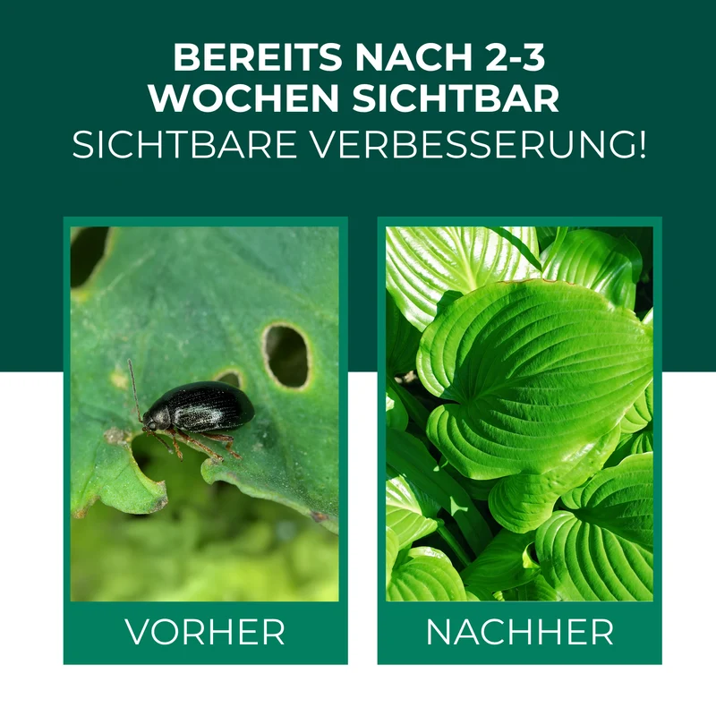 SF Nematoden gegen Erdflöhe