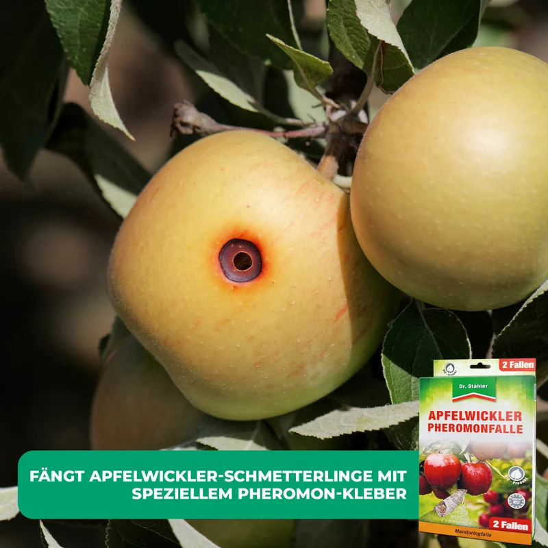 Apfelwickler Pheromonfalle: Effektiver Schutz für Obstbäume
