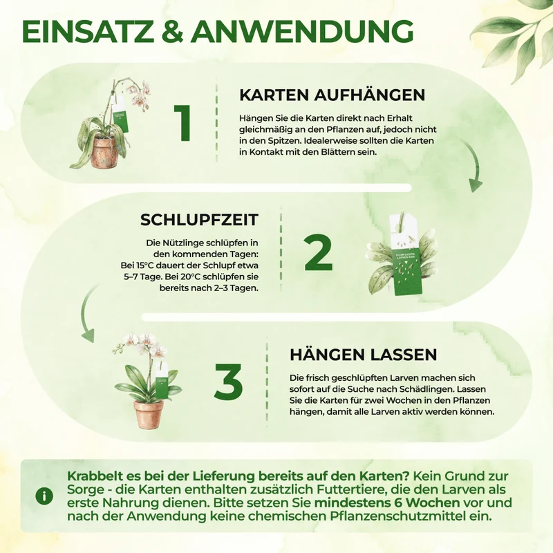 Florfliegeneier gegen Blattläuse, Wollläuse