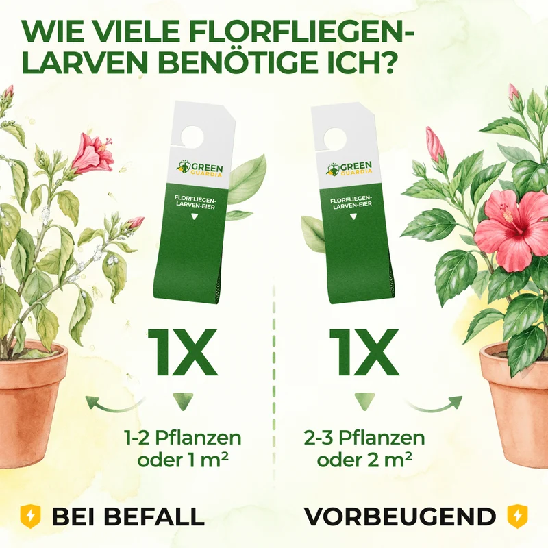 Florfliegeneier gegen Blattläuse, Wollläuse