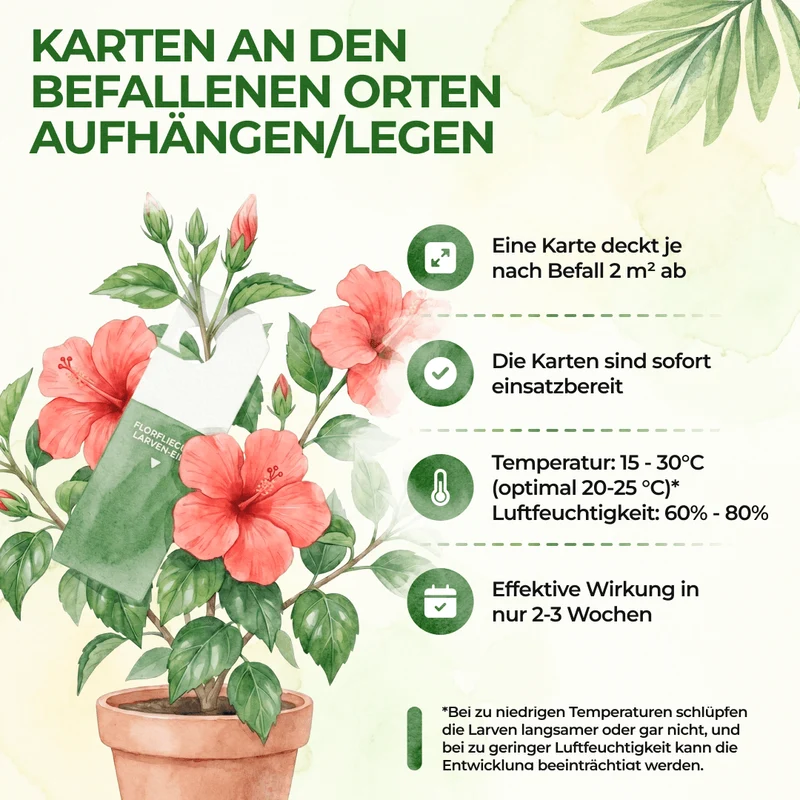 Florfliegeneier gegen Blattläuse, Wollläuse